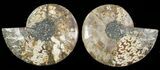 Cut & Polished Ammonite Fossil - Agatized #69013-1